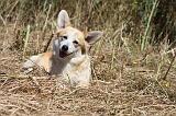 CORGI PEMBROKE 008